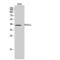 PDLIM1 Interacting Kinase 1 Like antibody, LS-C385403, Lifespan Biosciences, Western Blot image 