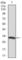 Twinfilin Actin Binding Protein 1 antibody, abx012158, Abbexa, Western Blot image 