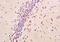 Natriuretic Peptide B antibody, orb1616, Biorbyt, Immunohistochemistry paraffin image 