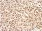 X-Ray Repair Cross Complementing 4 antibody, NBP1-30878, Novus Biologicals, Immunohistochemistry frozen image 