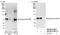 Spindle Apparatus Coiled-Coil Protein 1 antibody, NB100-61594, Novus Biologicals, Western Blot image 