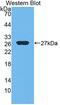Ephrin A3 antibody, abx130988, Abbexa, Western Blot image 