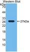 Ephrin A3 antibody, abx130988, Abbexa, Western Blot image 