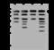 Aminoacylproline aminopeptidase antibody, 203588-T34, Sino Biological, Western Blot image 