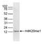 Histone Cluster 4 H4 antibody, NBP2-59236, Novus Biologicals, Western Blot image 