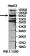 FCH Domain Only 1 antibody, orb78443, Biorbyt, Western Blot image 