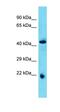 Abhydrolase Domain Containing 4 antibody, orb330930, Biorbyt, Western Blot image 