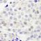 Integrator Complex Subunit 4 antibody, IHC-00311, Bethyl Labs, Immunohistochemistry frozen image 