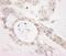 Pseudouridine Synthase 1 antibody, NB100-86983, Novus Biologicals, Immunohistochemistry paraffin image 