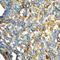 Golgin A2 antibody, FNab03558, FineTest, Immunohistochemistry frozen image 