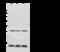 Histone H3 antibody, 11231-T62, Sino Biological, Western Blot image 