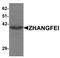 CREB/ATF BZIP Transcription Factor antibody, LS-C144333, Lifespan Biosciences, Western Blot image 