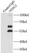 Histone Deacetylase 2 antibody, FNab03796, FineTest, Immunoprecipitation image 