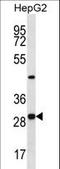 Pyridoxal Phosphate Binding Protein antibody, LS-C162171, Lifespan Biosciences, Western Blot image 