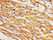Potassium Voltage-Gated Channel Subfamily H Member 2 antibody, LS-C671918, Lifespan Biosciences, Immunohistochemistry paraffin image 