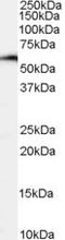 Nuclear Factor, Interleukin 3 Regulated antibody, EB05227, Everest Biotech, Western Blot image 