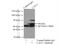 Lymphocyte Activating 3 antibody, 16616-1-AP, Proteintech Group, Immunoprecipitation image 