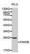Family With Sequence Similarity 3 Member B antibody, MBS127793, MyBioSource, Western Blot image 