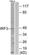 Interferon Regulatory Factor 3 antibody, LS-C117750, Lifespan Biosciences, Western Blot image 