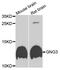 G Protein Subunit Gamma 3 antibody, STJ111859, St John