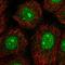 Nuclear Prelamin A Recognition Factor antibody, HPA053006, Atlas Antibodies, Immunofluorescence image 