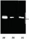 Proteasome Activator Subunit 1 antibody, BML-PW8185-0025, Enzo Life Sciences, Western Blot image 