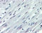 Integrin Subunit Alpha 3 antibody, TA316934, Origene, Immunohistochemistry frozen image 