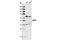 Mitochondrial Antiviral Signaling Protein antibody, 4983S, Cell Signaling Technology, Western Blot image 