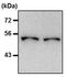 Tubulin antibody, MA5-16308-1MG, Invitrogen Antibodies, Western Blot image 