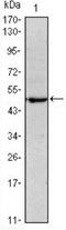 POU Class 5 Homeobox 1 antibody, NBP1-51664, Novus Biologicals, Western Blot image 