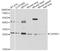 Calpain Small Subunit 1 antibody, STJ28622, St John