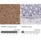 Tectonin Beta-Propeller Repeat Containing 2 antibody, NBP1-93642, Novus Biologicals, Immunohistochemistry paraffin image 