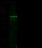 Mitogen-Activated Protein Kinase 9 antibody, 10745-R011, Sino Biological, Western Blot image 