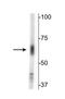 Sodium- and chloride-dependent GABA transporter 2 antibody, NB100-61098, Novus Biologicals, Western Blot image 