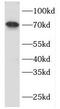 Prothrombinase antibody, FNab03105, FineTest, Western Blot image 
