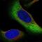 Zinc Finger Protein 721 antibody, NBP2-55790, Novus Biologicals, Immunocytochemistry image 
