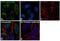 Protein Phosphatase 2 Catalytic Subunit Alpha antibody, PA5-17980, Invitrogen Antibodies, Immunofluorescence image 