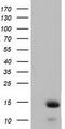 Follicle Stimulating Hormone Subunit Beta antibody, LS-C115533, Lifespan Biosciences, Western Blot image 