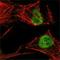 MutS Homolog 2 antibody, NB100-1767, Novus Biologicals, Immunofluorescence image 