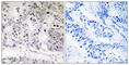 Ubiquitin Domain Containing 1 antibody, abx014982, Abbexa, Western Blot image 