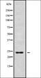 MAGH1 antibody, orb336229, Biorbyt, Western Blot image 