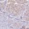 Eva-1 Homolog B antibody, HPA043537, Atlas Antibodies, Immunohistochemistry paraffin image 