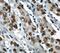 PCNA antibody, FNab06215, FineTest, Immunohistochemistry frozen image 