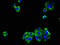 Protocadherin Gamma Subfamily C, 3 antibody, LS-C672769, Lifespan Biosciences, Immunofluorescence image 