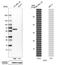 Interferon Induced Protein With Tetratricopeptide Repeats 3 antibody, NBP2-32500, Novus Biologicals, Western Blot image 