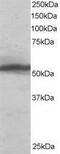 Karyopherin Subunit Alpha 2 antibody, PA1-32094, Invitrogen Antibodies, Western Blot image 
