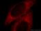 Peroxiredoxin 1 antibody, 20568-1-AP, Proteintech Group, Immunofluorescence image 
