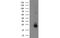 Guanylate Kinase 1 antibody, MBS533070, MyBioSource, Western Blot image 