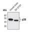 Cyclin-dependent kinase 5 activator 2 antibody, PA5-17177, Invitrogen Antibodies, Western Blot image 