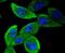 Signal Transducer And Activator Of Transcription 5B antibody, NBP2-67795, Novus Biologicals, Immunofluorescence image 